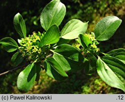 Rhamnus utilis