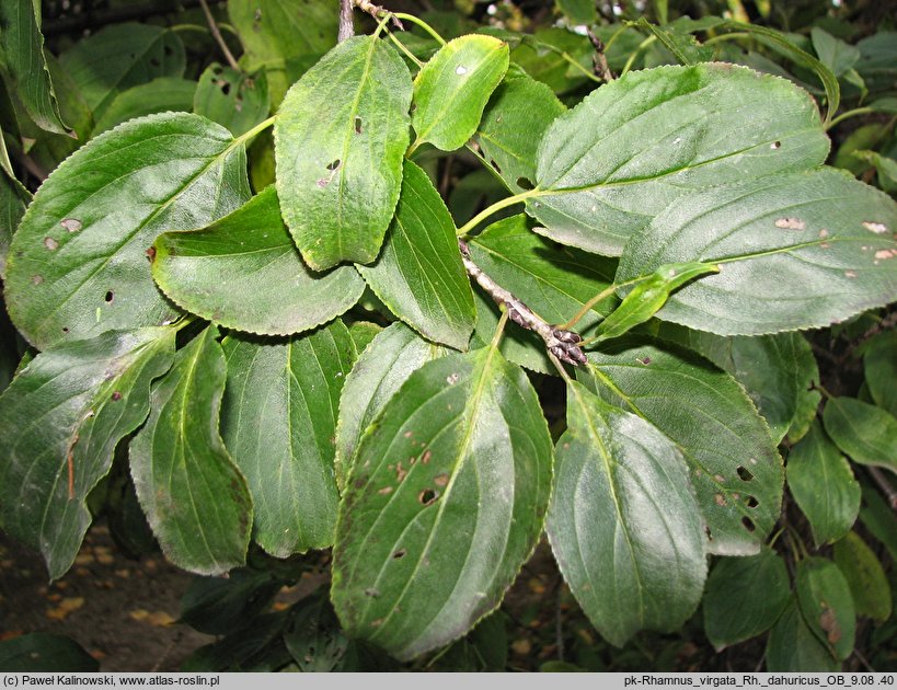 Rhamnus virgata