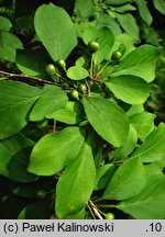 Rhamnus yoshinoi