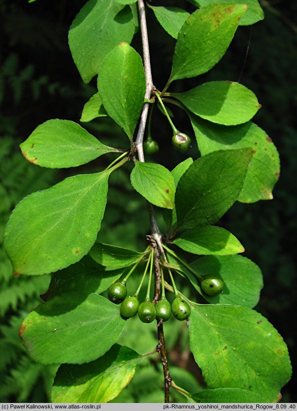 Rhamnus yoshinoi