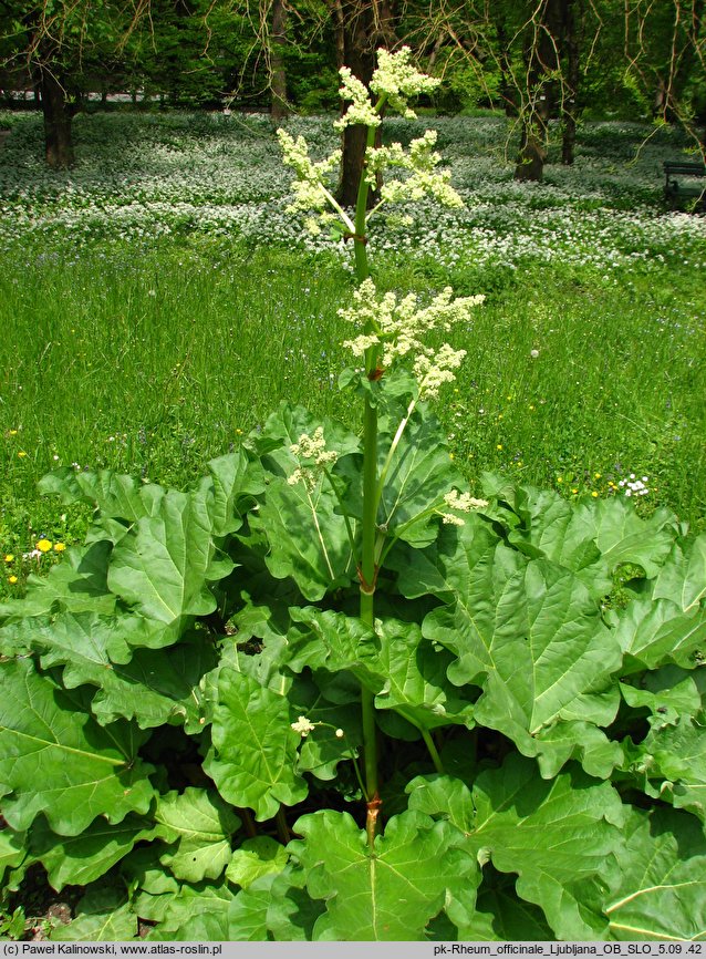 Rheum officinale (rabarbar lekarski)