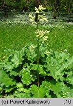 Rheum officinale (rabarbar lekarski)