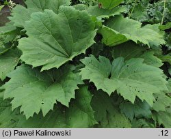 Rheum palmatum (rabarbar dłoniasty)