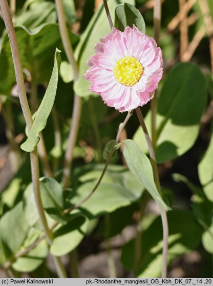 Rhodanthe manglesii (suchlin Mangleza)