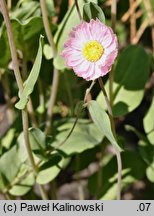 Rhodanthe manglesii (suchlin Mangleza)