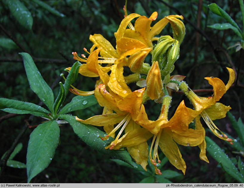 Rhododendron calendulaceum (azalia nagietkowa)