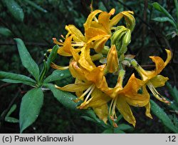 Rhododendron calendulaceum (azalia nagietkowa)