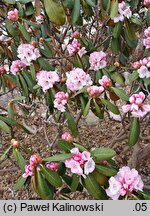 Rhododendron fulvum ssp. fulvum