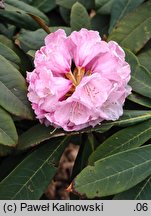Rhododendron fulvum ssp. fulvoides