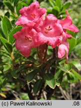 Rhododendron hirsutum (różanecznik kosmaty)