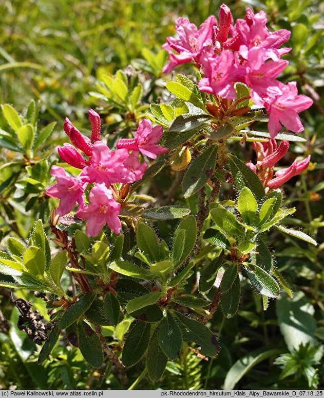 Rhododendron hirsutum (różanecznik kosmaty)