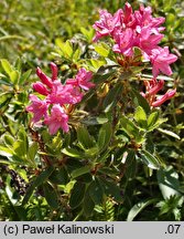Rhododendron hirsutum (różanecznik kosmaty)