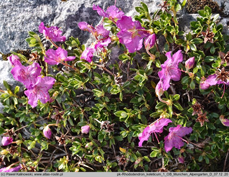 Rhododendron keleticum (różanecznik powabny)