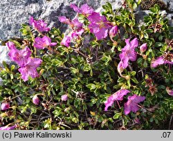 Rhododendron calostrotum ssp. keleticum