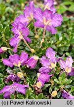 Rhododendron keleticum (różanecznik powabny)