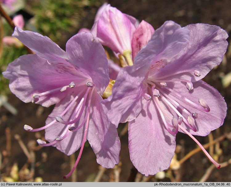 Rhododendron mucronatum