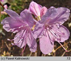 Rhododendron mucronatum