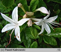 Rhododendron viscosum