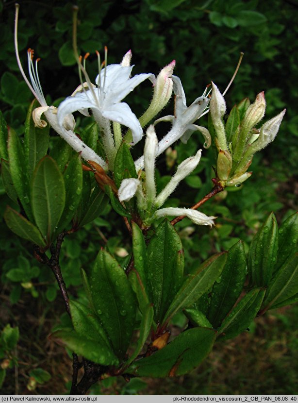 Rhododendron viscosum