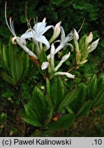 Rhododendron viscosum