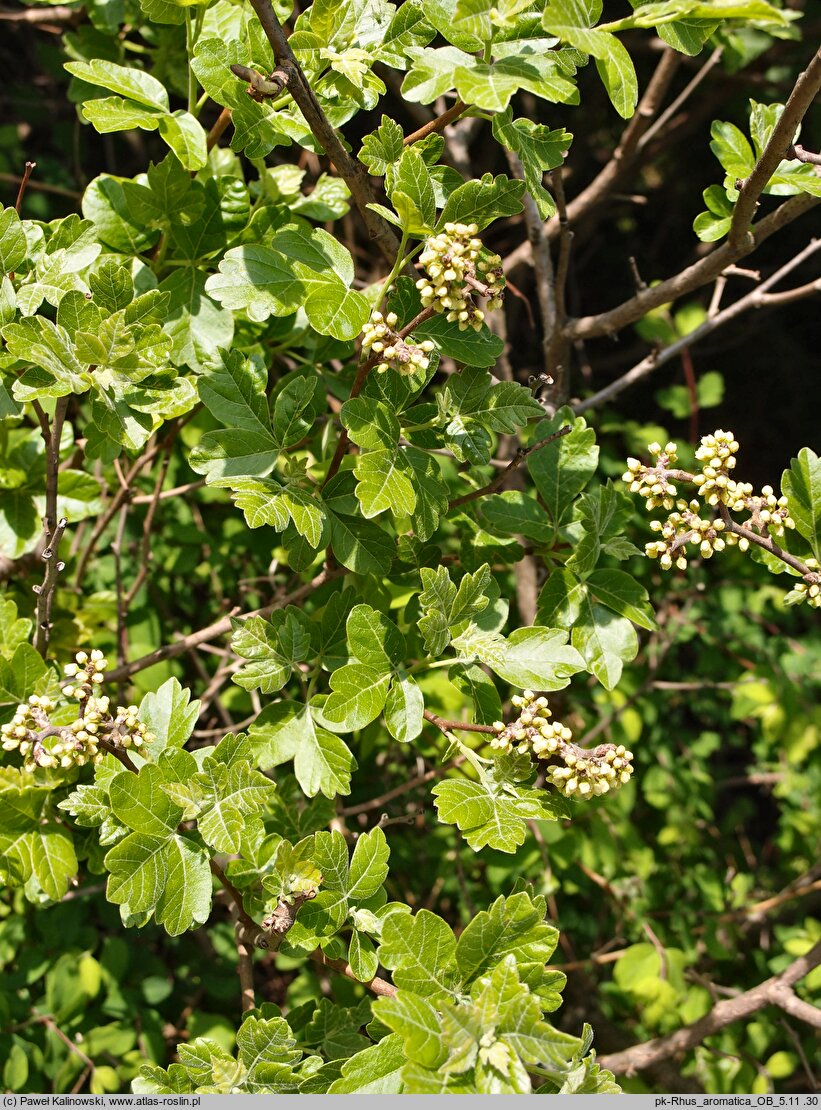 Rhus aromatica (sumak wonny)