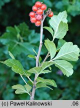 Rhus aromatica (sumak wonny)