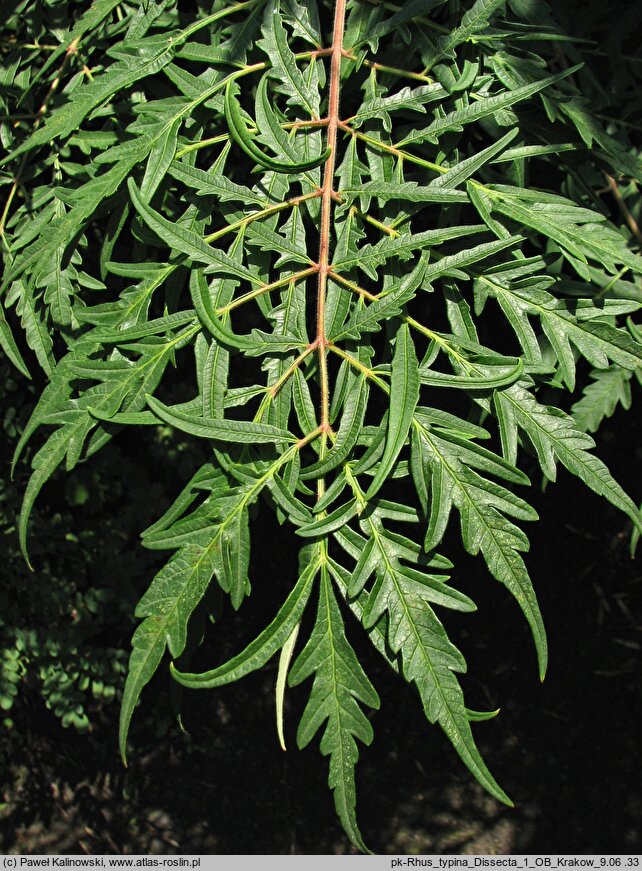 Rhus typhina Dissecta