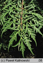 Rhus typhina Dissecta