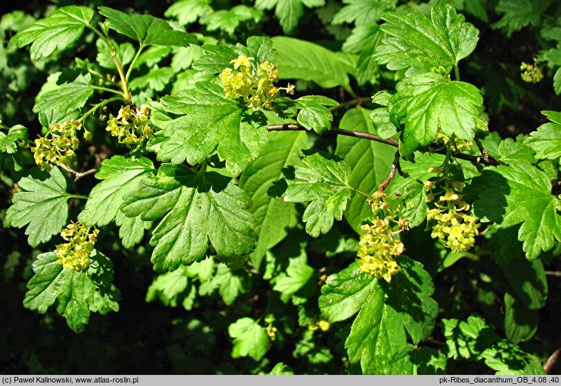 Ribes diacanthum