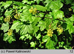 Ribes diacanthum