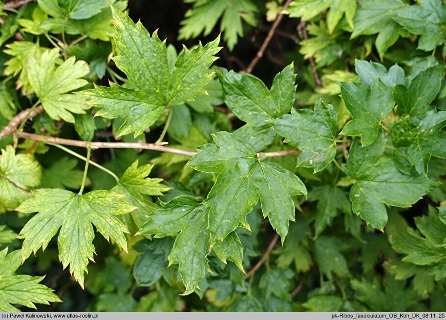 Ribes fasciculatum