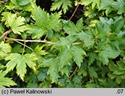 Ribes fasciculatum