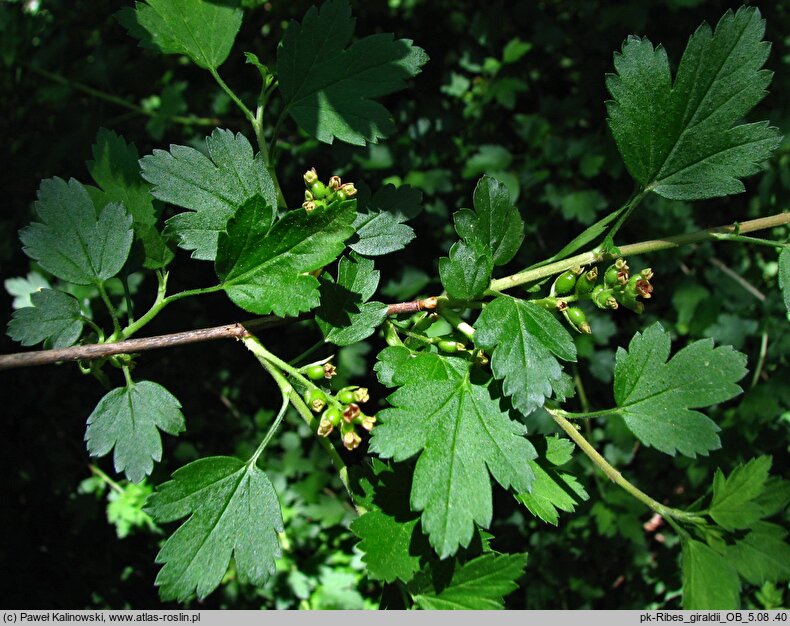 Ribes giraldii