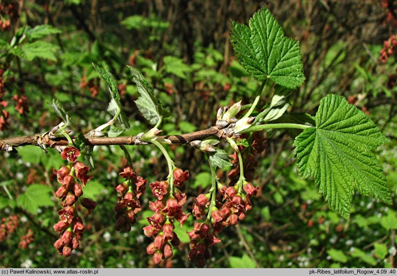 Ribes latifolium