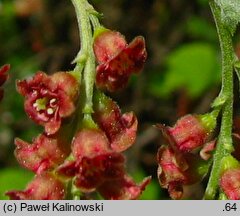 Ribes latifolium