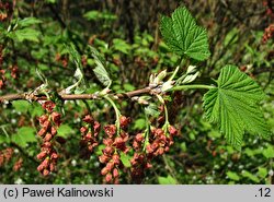 Ribes latifolium