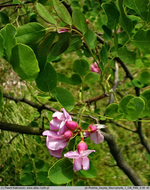 Robinia hispida Macrophylla