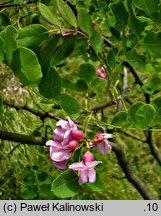 Robinia hispida Macrophylla