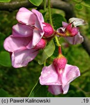 Robinia hispida Macrophylla