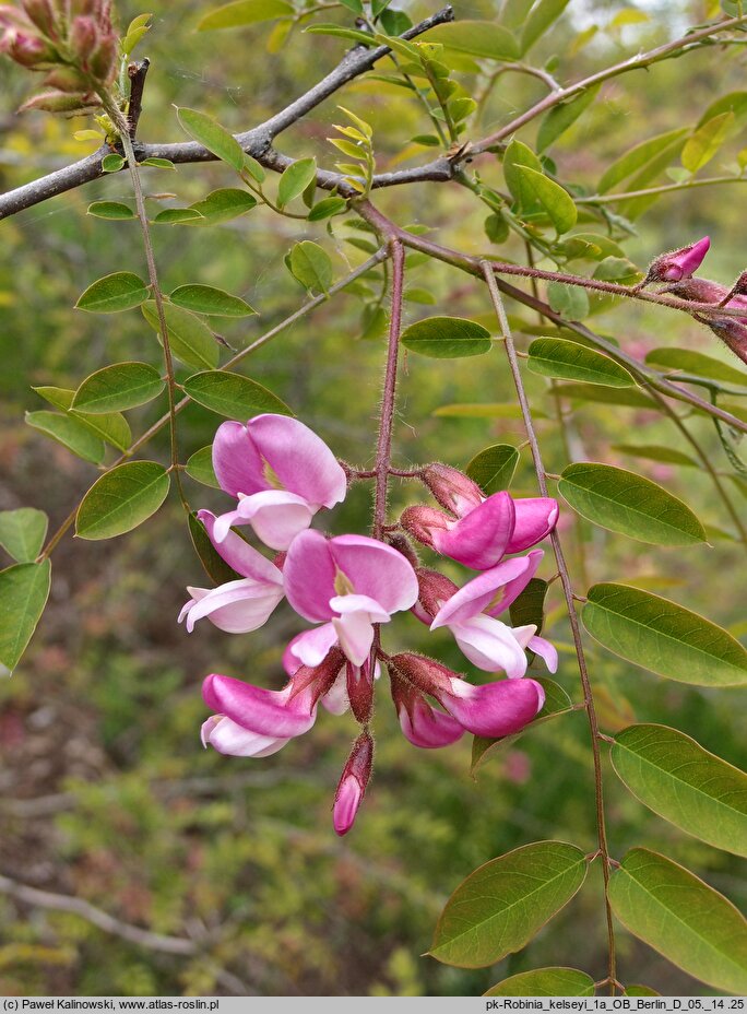 Robinia kelseyi (robinia Kelseya)