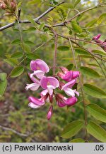 Robinia kelseyi (robinia Kelseya)