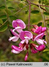 Robinia kelseyi (robinia Kelseya)