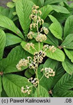 Rodgersia aesculifolia (rodgersia kasztanowcolistna)