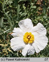 Romneya coulteri