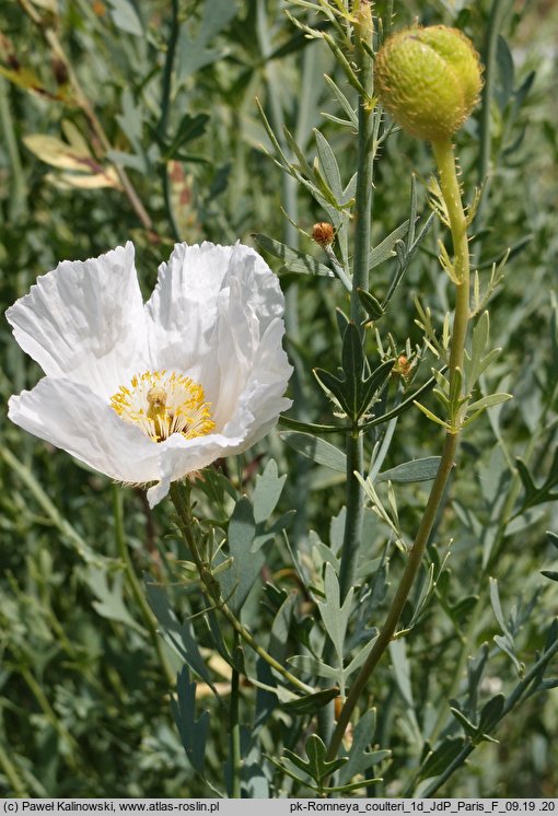 Romneya coulteri