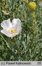 Romneya coulteri