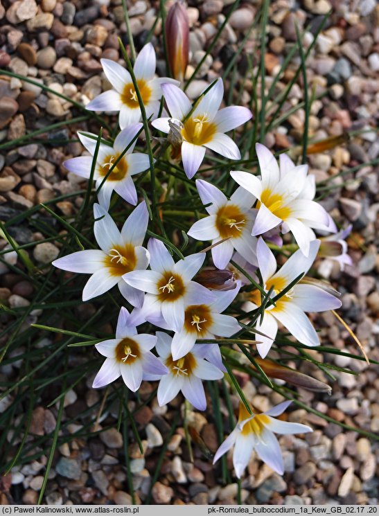 Romulea bulbocodium