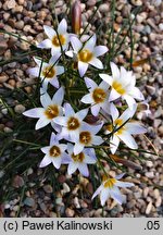 Romulea bulbocodium