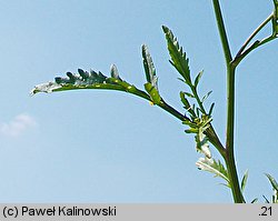 Rorippa ×prostrata (rzepicha lirowata)