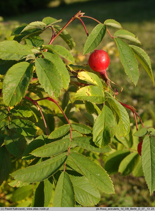 Rosa acicularis (róża igiełkowata)